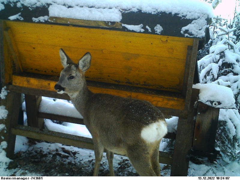 My dear deer ... happy x-mas! #austria #feedingSeason
