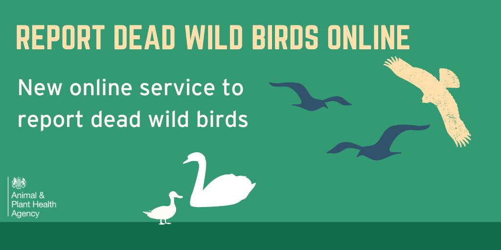 APHAgovuk's tweet photo. New online service to report dead wild birds

From today (Tuesday 13 December) you can now report dead wild birds by using an online service. It’s quick &amp; easy to do. See https://t.co/Ei44zoheI1 to access this service https://t.co/5w4TVGczCR https://t.co/78tDAZt5GK