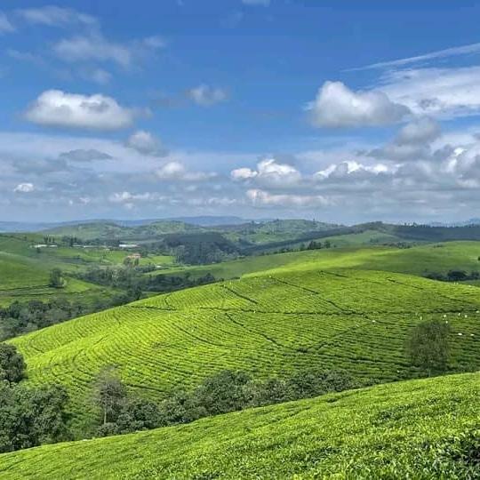Burundiguides's tweet photo. Teza tea plantation.

#naturephoto #landscapephotography #verygreen #naturelovers #beauty #Burundi #burundiguides #visitBurundi 🇧🇮 https://t.co/wn6lymLrqH