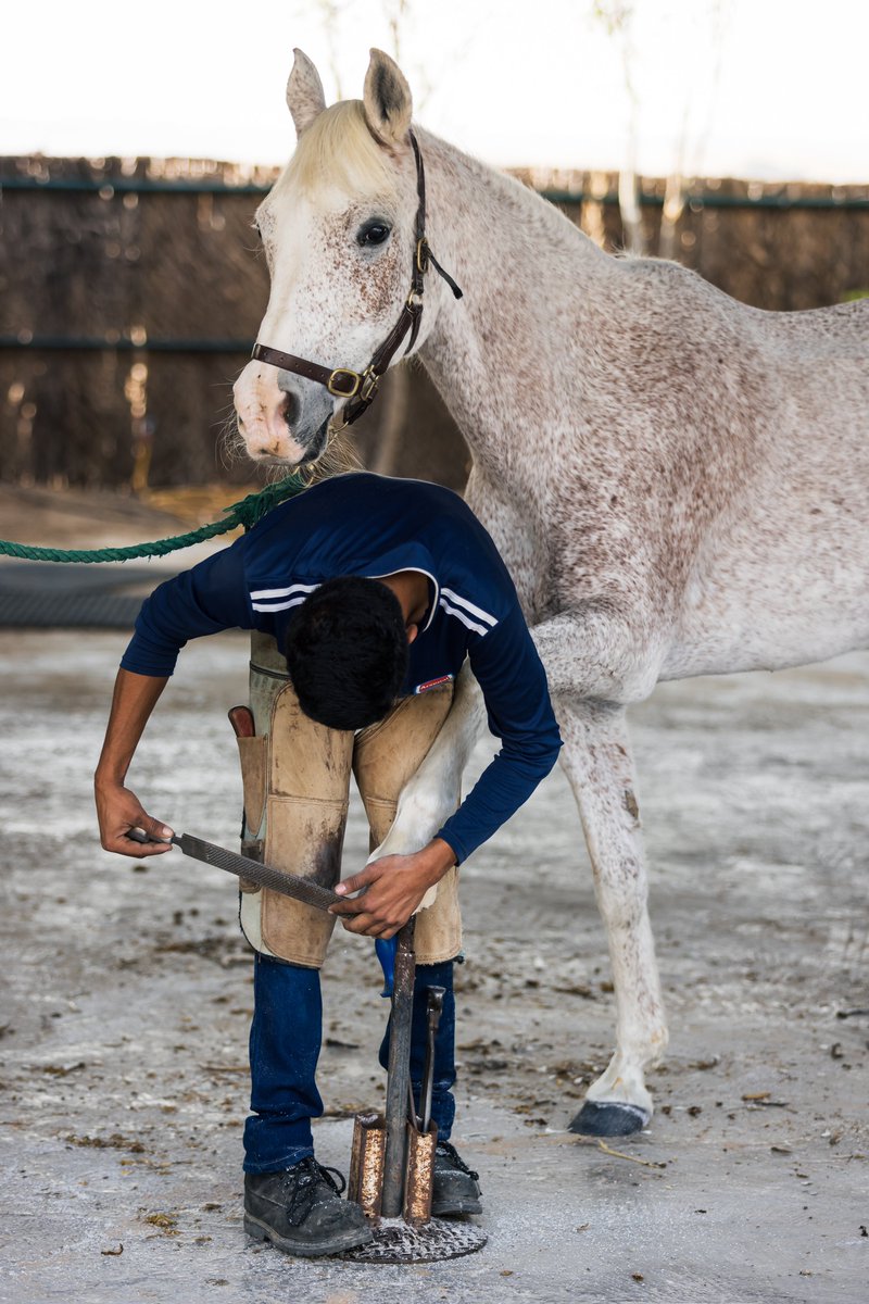 robertovery's tweet photo. FILE SIZE #IMAGEBYOVERY #arabian #horses #trim #silverflake #UAE #canonR5 #sunrise #CoffeeTime https://t.co/3ZDIppJKeT