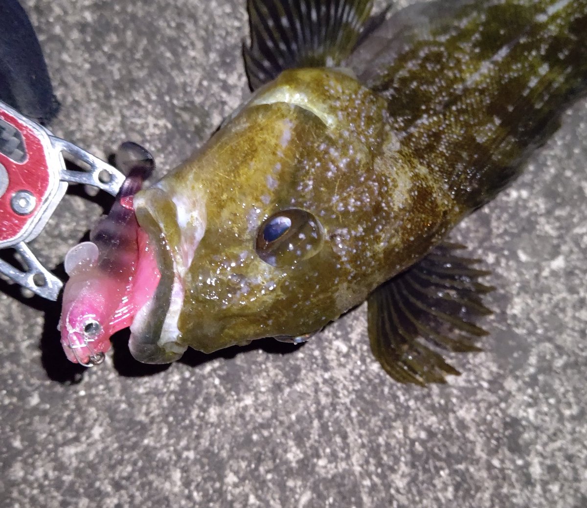 shimon0331's tweet photo. ダークスリーパーをふわふわっとしてゴン‼️は気持ちいい。
とりあえず魚触れて良かったです。
この後高切れで3年使ったルアー飛んでっちゃいました😭
#Megabass
#DARKSLEEPER https://t.co/DyrvqEPUPq