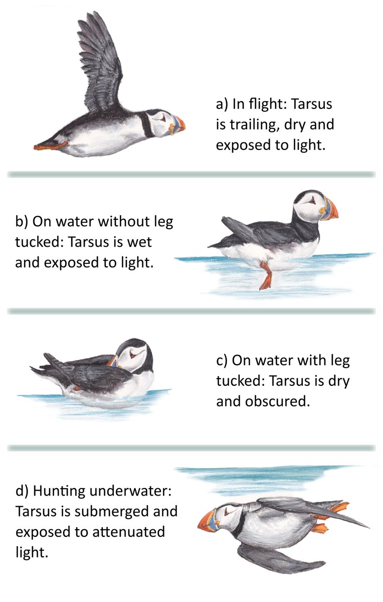 Jamie Darby (@jamie_darby) on Twitter photo New paper just out! A biologging approach to understand the moult strategies of Atlantic puffins. We talk about what works, what doesn't, why this topic is so tricky! Thanks to <a href="/GannetGuy/">Mark Jessopp</a> + team at <a href="/uccBEES/">Biological, Earth & Environmental Sciences, UCC</a> & <a href="/MaREIcentre/">MaREI</a>, plus all coauthors elsewhere 👉 doi.org/10.1002/ece3.9… New paper just out! A biologging approach to understand the moult strategies of Atlantic puffins. We talk about what works, what doesn't, why this topic is so tricky! Thanks to <a href="/GannetGuy/">Mark Jessopp</a> + team at <a href="/uccBEES/">Biological, Earth & Environmental Sciences, UCC</a> & <a href="/MaREIcentre/">MaREI</a>, plus all coauthors elsewhere 👉 doi.org/10.1002/ece3.9…
