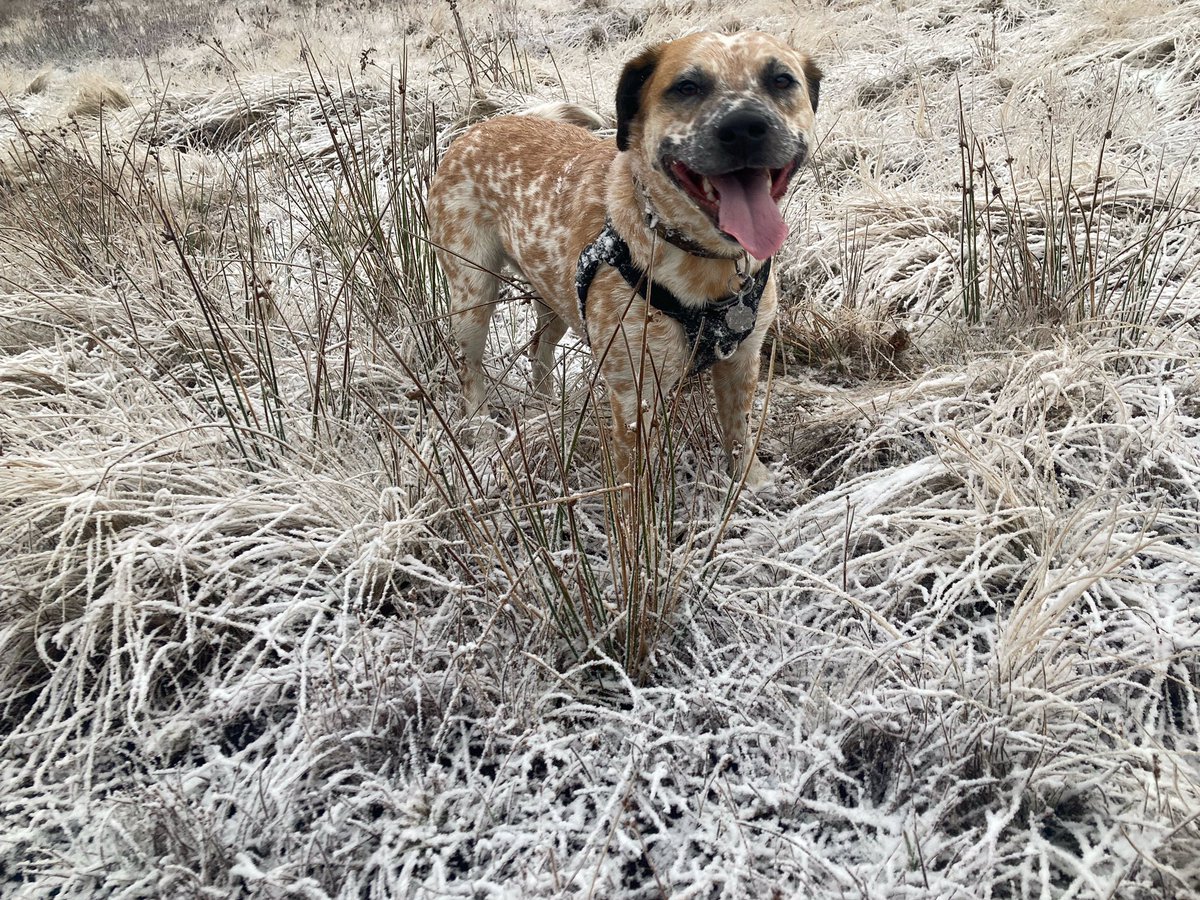 Zora the Dog tweet media