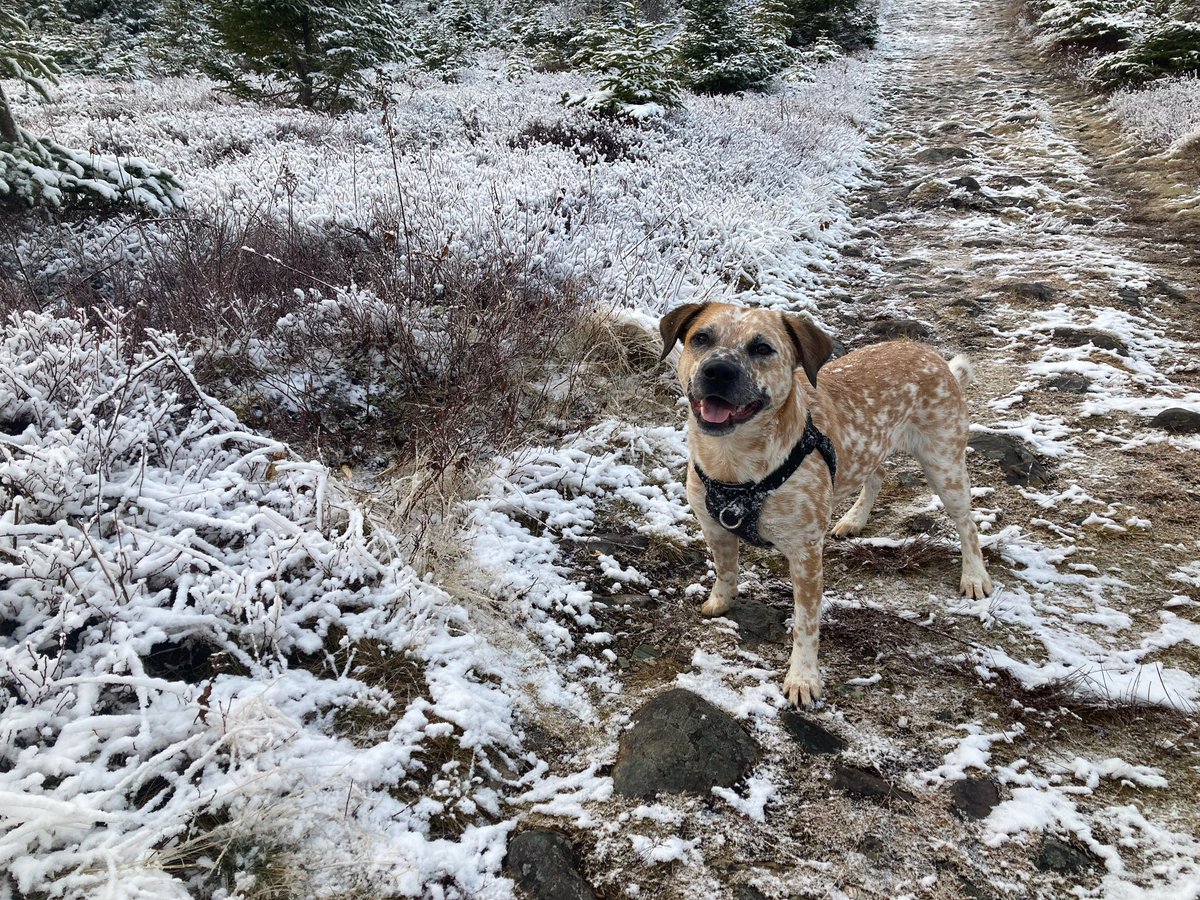 Zora the Dog tweet media