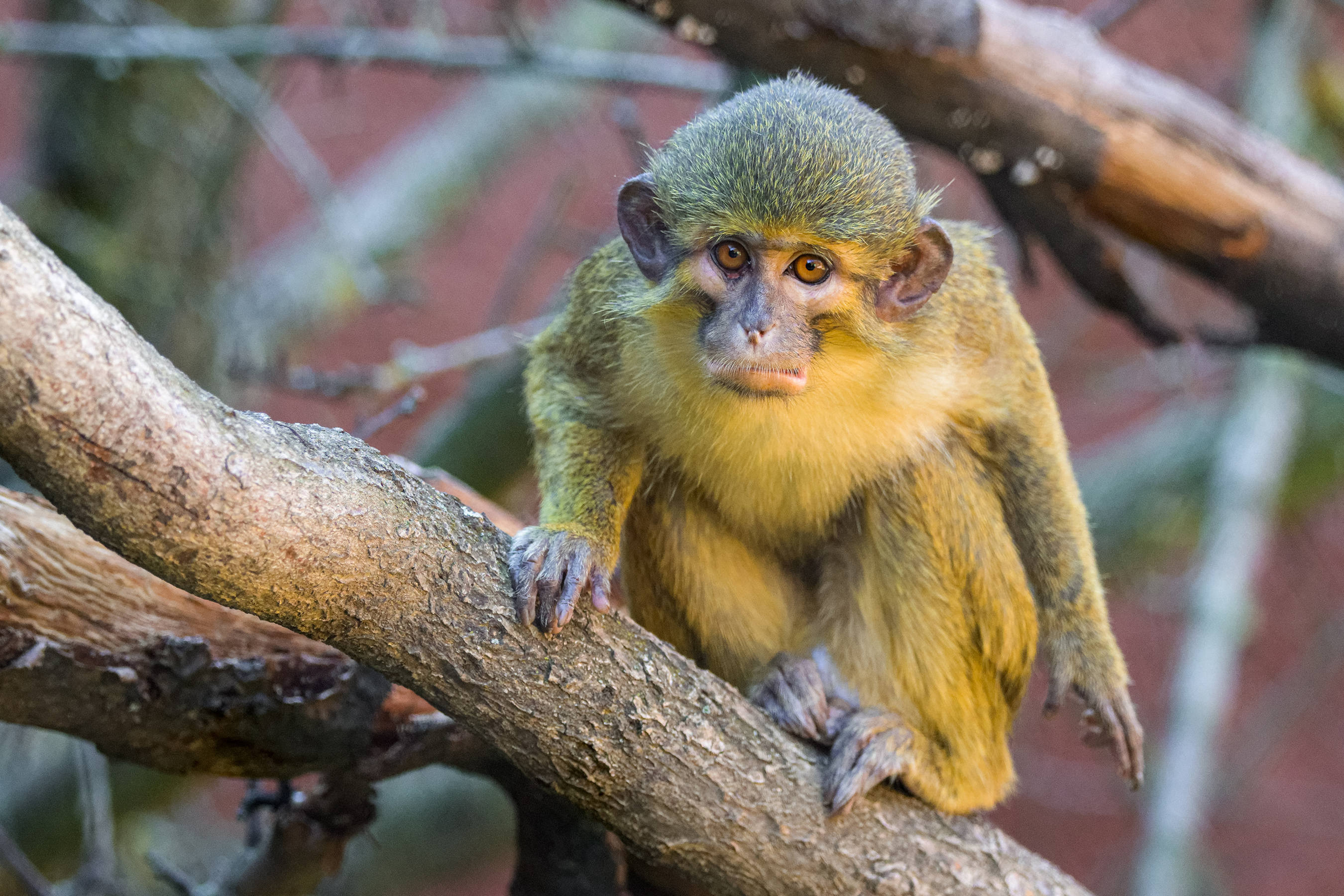 rozloha zoo praha