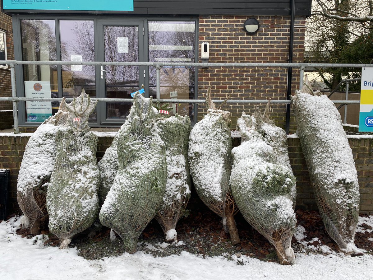 The last 10 trees for sale. 4-6ft and one whopper. Pop down to the shelter to pick up your beautiful bargain £25 any tree🎄🐈‍⬛🐩🐾