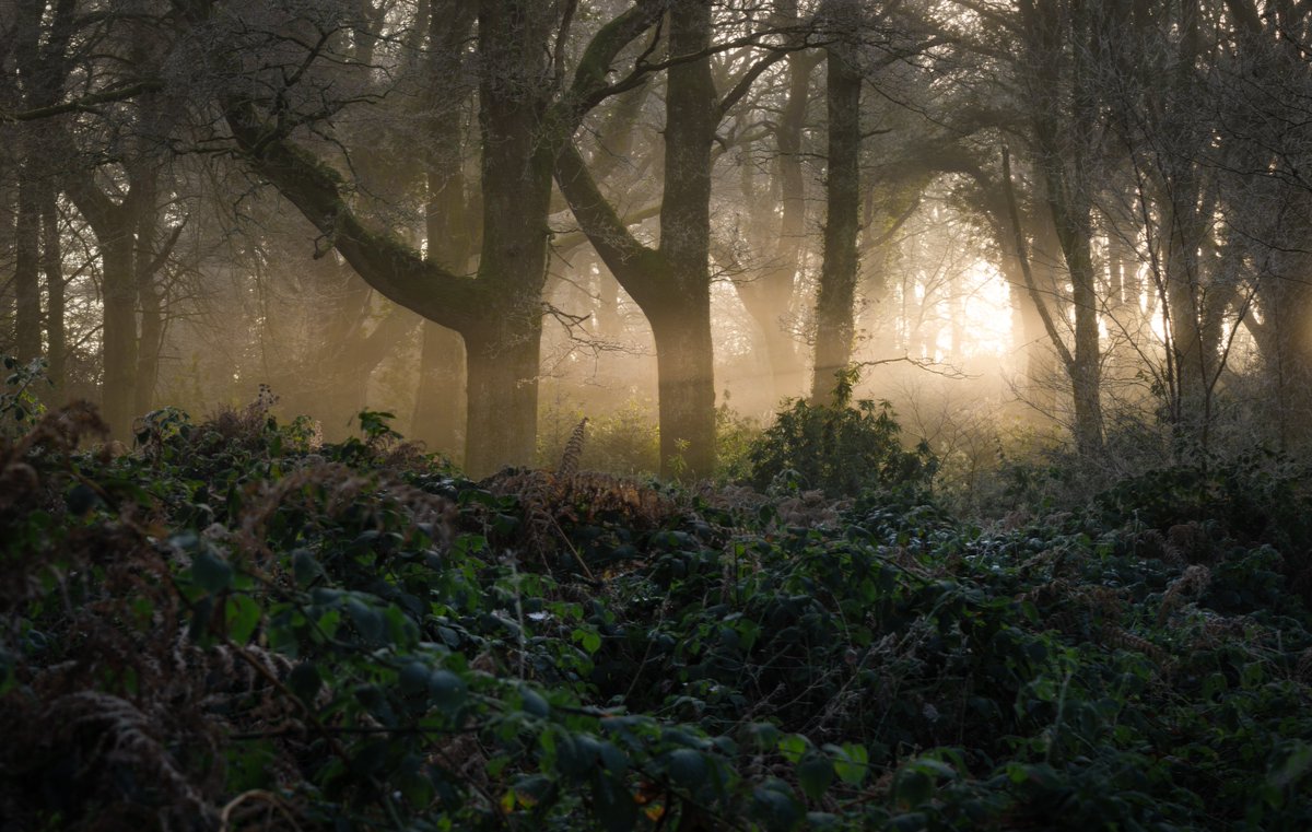 Cold morning in the woods.