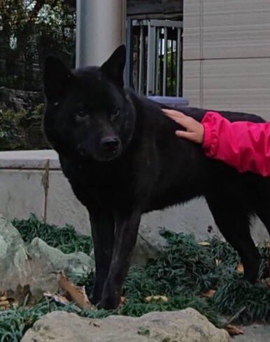 murai_an's tweet photo. 【拡散希望】

12/11の夕方に
新潟市西区の青山イオン付近で
甲斐犬(7歳)が迷子になりました。
友人の愛犬です。

・水色の首輪
・メス
・警戒心は強め

名前は「ふう」
呼ぶと反応するかもしれません。
見かけたら些細なことでも構いませんのでDMにてお知らせください‥！
お願い致します！！ https://t.co/WN3qXz85ui