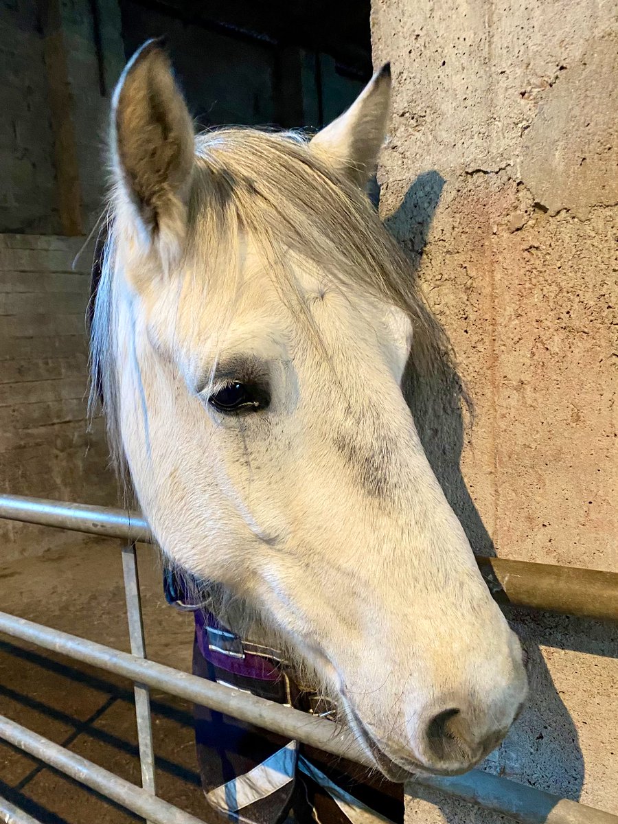 armadalefarm's tweet photo. No one puts baby in the corner! A forced change of routine, due to icy conditions and our cattle scanner visiting the farm this morning, is not going down well. Full #HighPony sized tantrum on display. 😂🦄 https://t.co/0f0P9i4TAZ