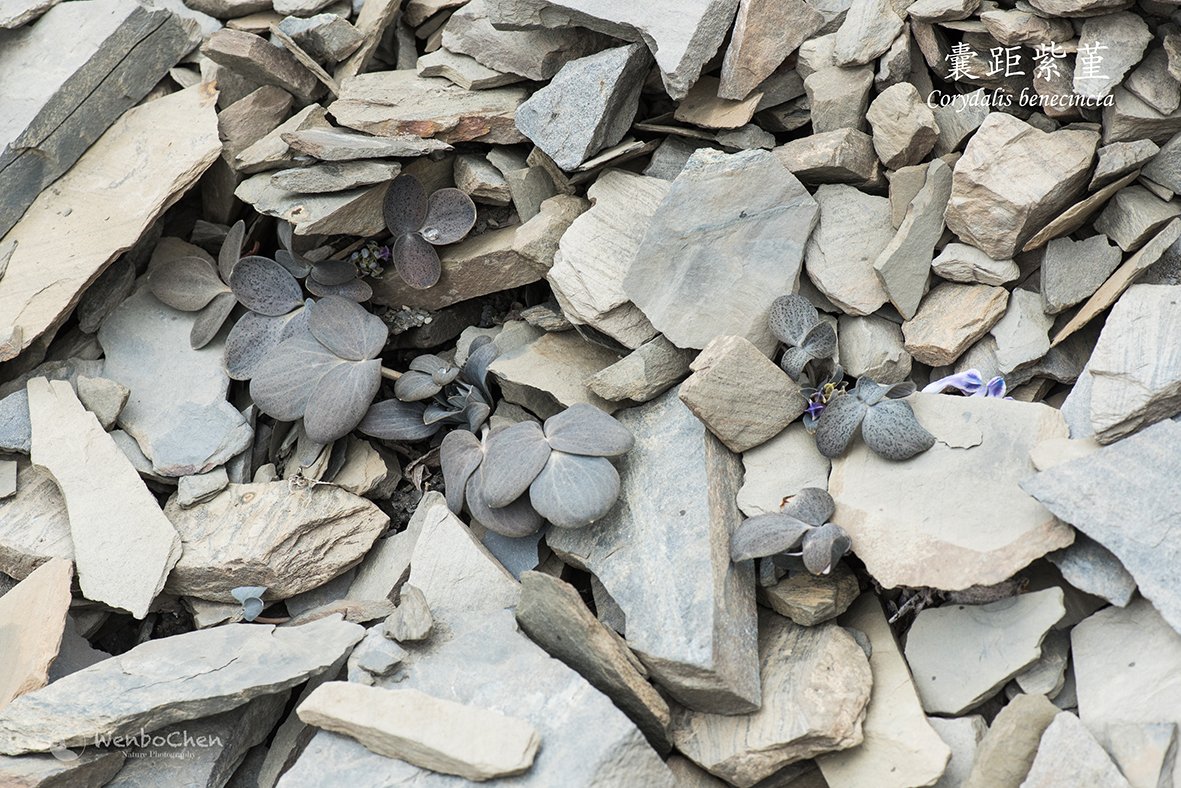 Wenbo77's tweet photo. Another classical example of cryptic colouration is Corydalis benecincta, which grows on the alpine screes of SW China, above 4,000m.
#floraofchina #alpineplant #scree #plantmimicry #camouflage #crypticcolouration #植物伪装 #囊距紫堇 #流石滩植物 https://t.co/fTTyuMcTvF