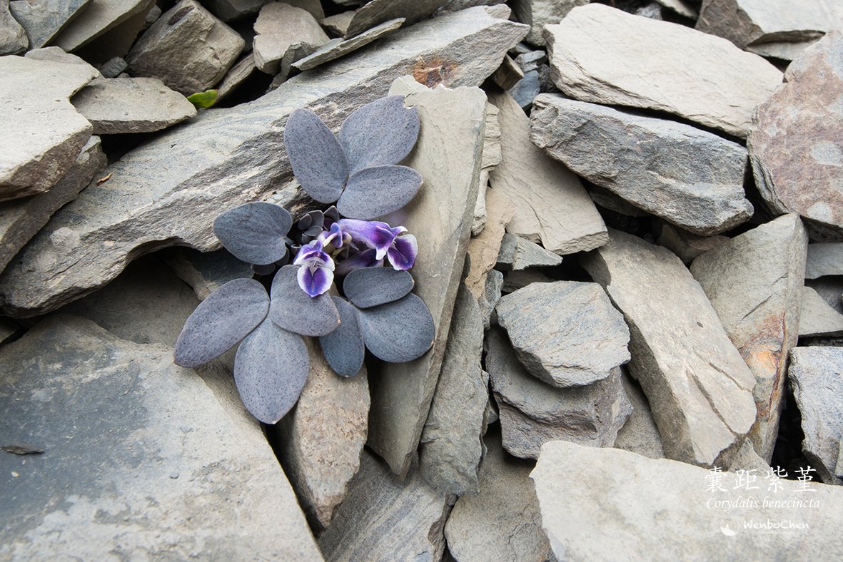 Wenbo77's tweet photo. Another classical example of cryptic colouration is Corydalis benecincta, which grows on the alpine screes of SW China, above 4,000m.
#floraofchina #alpineplant #scree #plantmimicry #camouflage #crypticcolouration #植物伪装 #囊距紫堇 #流石滩植物 https://t.co/fTTyuMcTvF