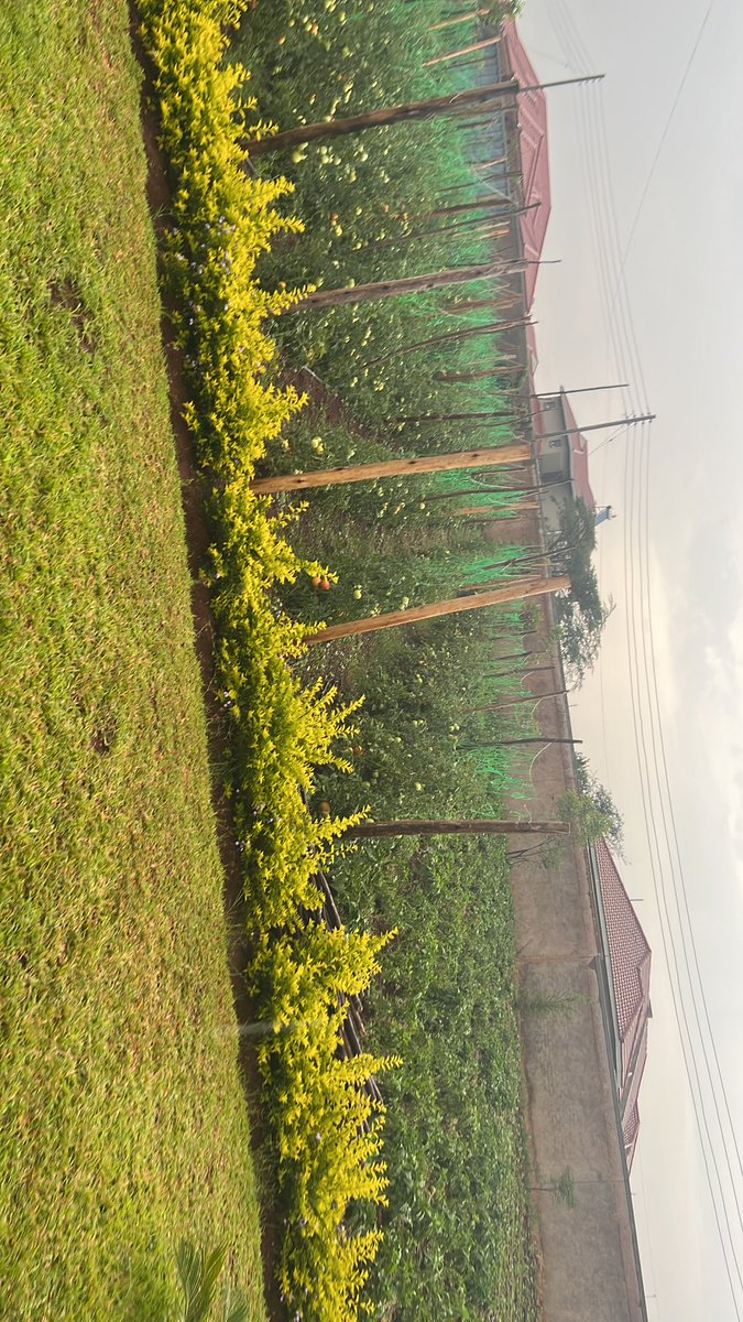 talent_carter's tweet image. Ndiri kutengesooo madomasi… #backyardproject