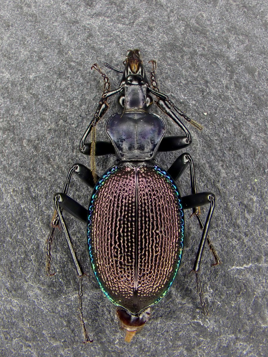 Damaster & Carabus on X: 