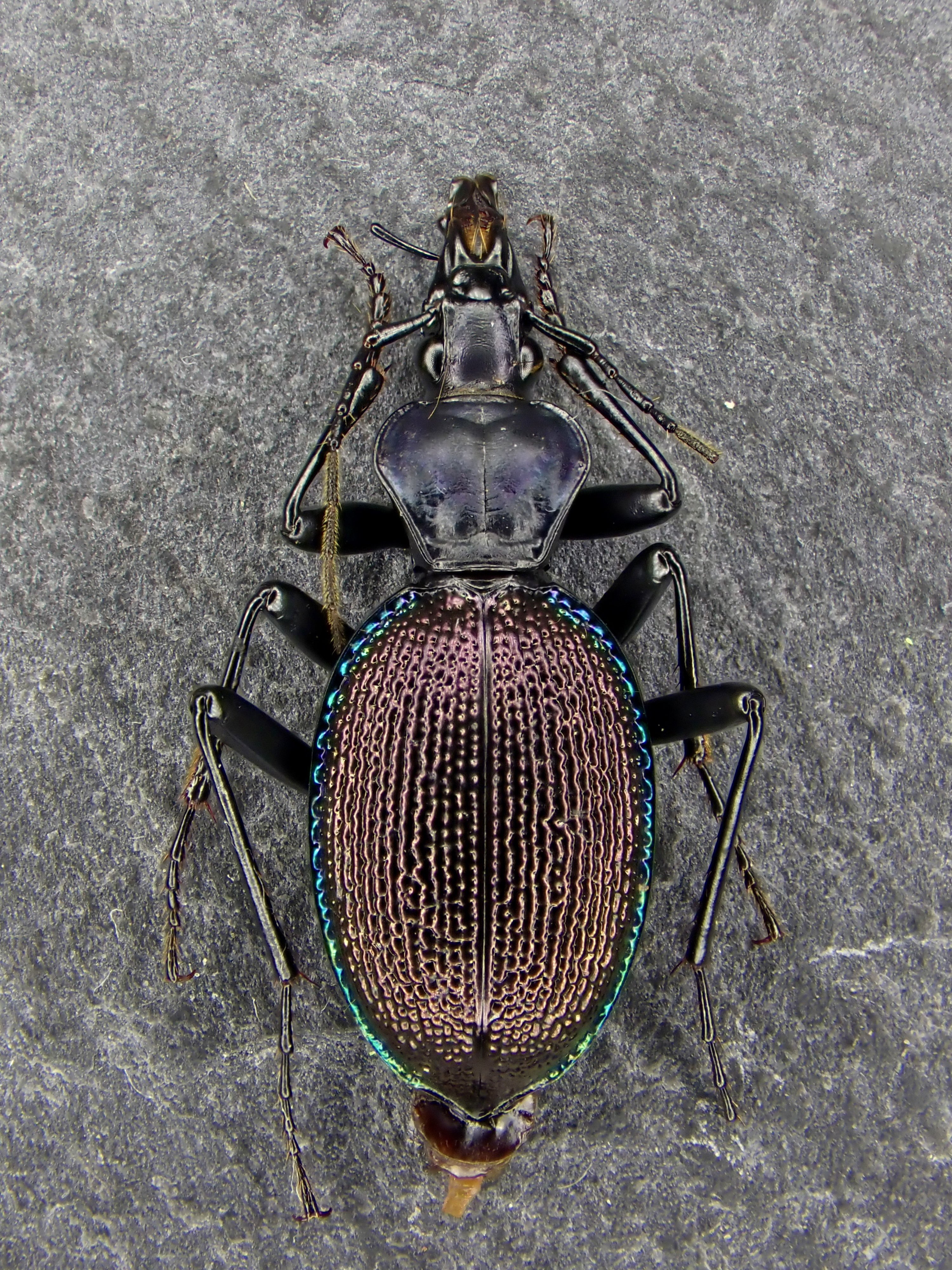 Damaster & Carabus on X: 