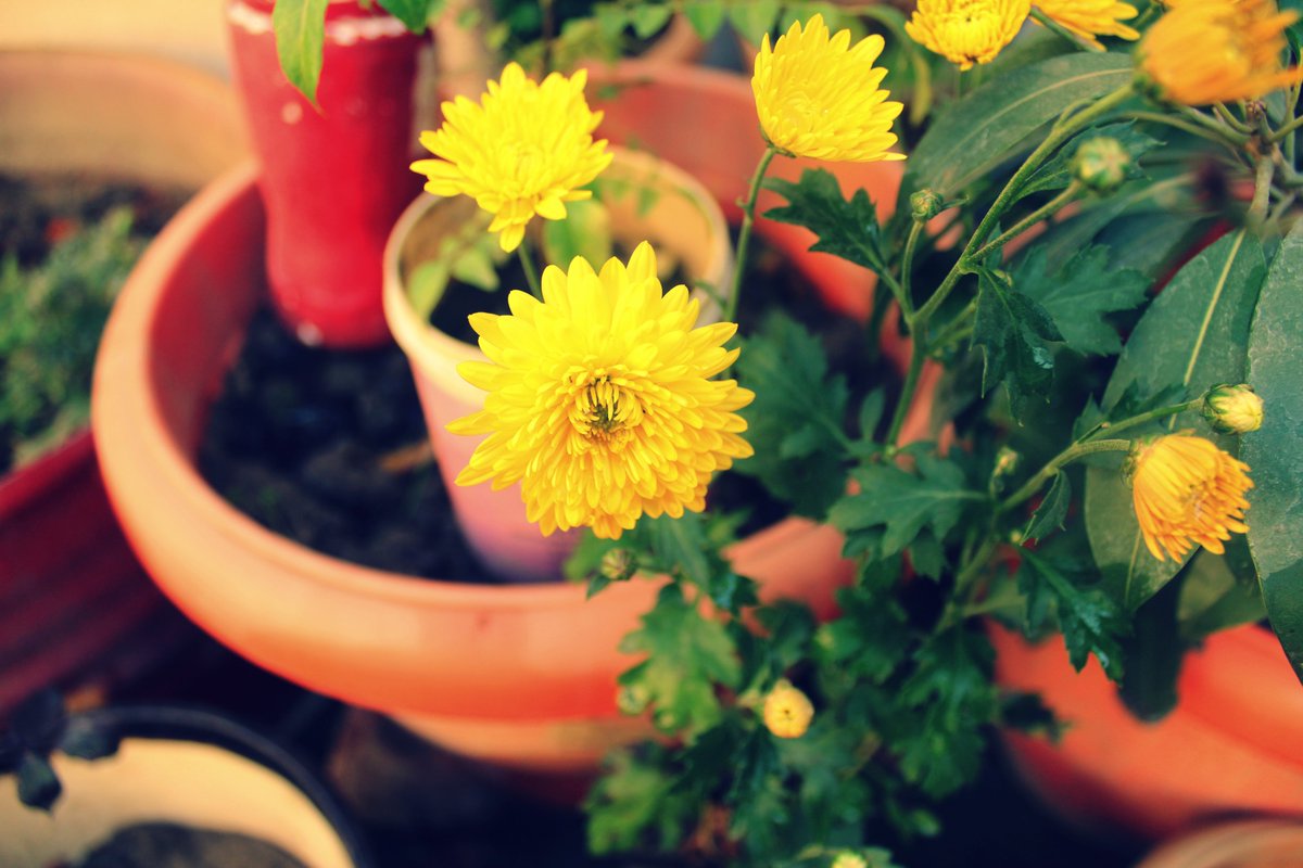 ArjitCa's tweet photo. Photography of Guldaudi in office garden
#Rose #flower #photography #garden #nature #naturephotography📷 #amateurphotography #designing
#gardening #plantation #photooftheday #naturelover #multicolorrose #motivation #office #green #officegarden #plants #health #Guldaudi https://t.co/s77uXj2fxE