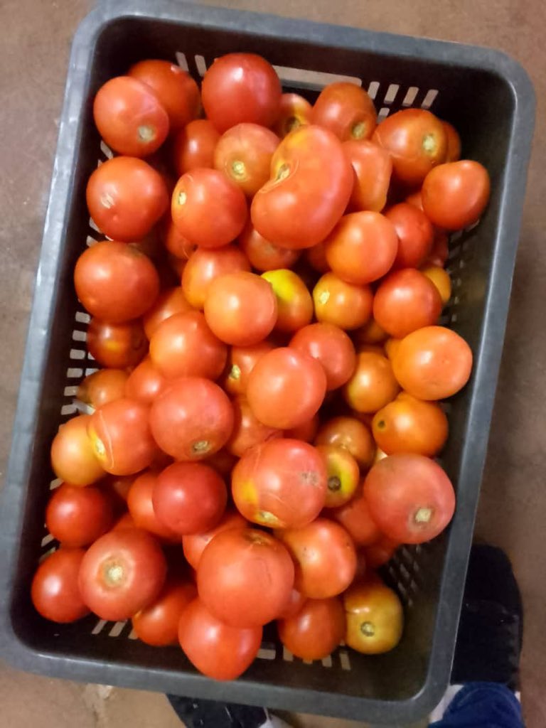 talent_carter's tweet image. Ndiri kutengesooo madomasi… #backyardproject