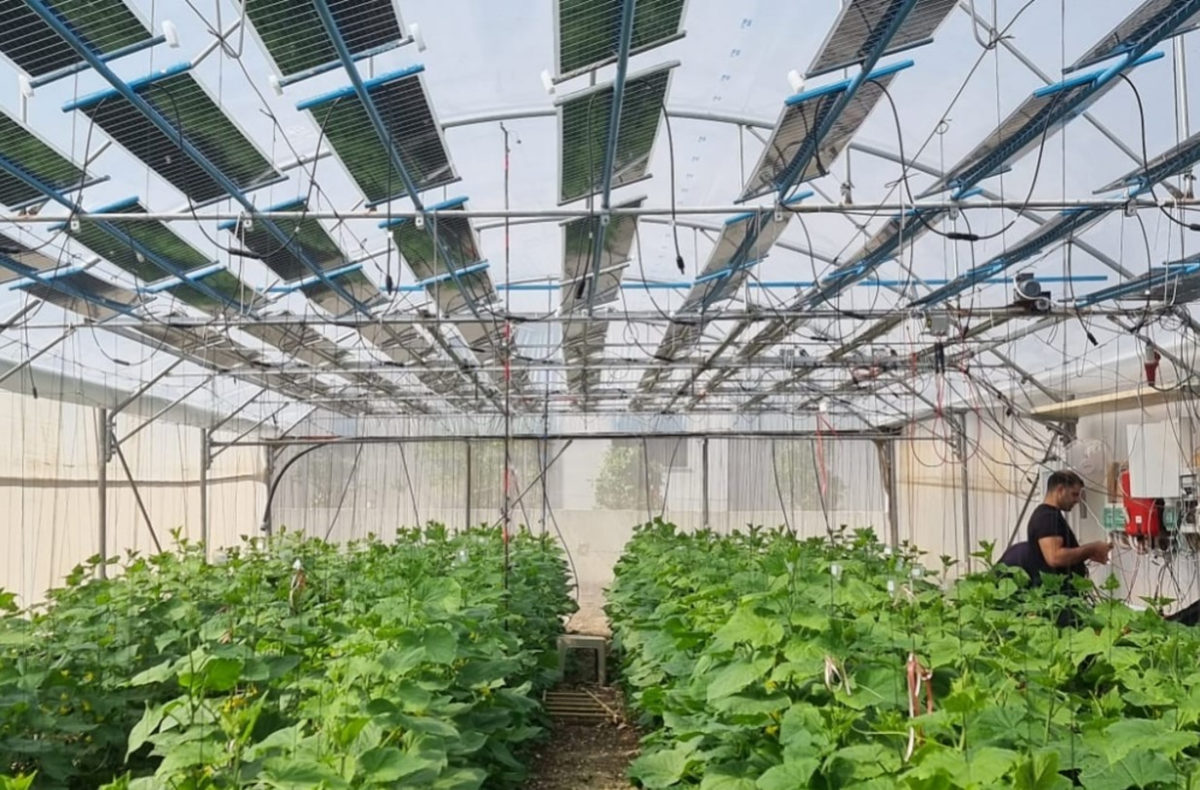 pvmagazine's tweet image. Novel agrivoltaic array tech for greenhouses: An Israeli startup is commercializing crop-responsive PV trackers for greenhouses. The system includes a tracking structure, a motor, a controller, and specially… dlvr.it/SfHhdm #solarenergy #technology #sustainability