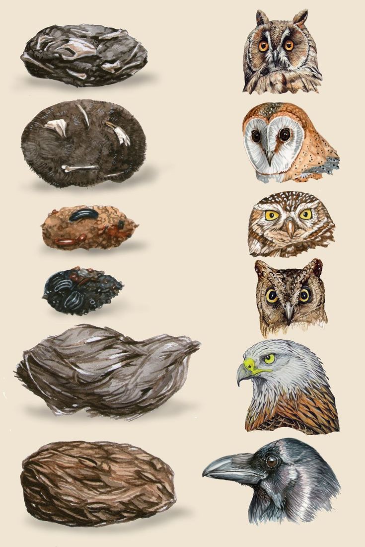 holaivanvega's tweet photo. Una egagrópila es una bola de alimento no digerido que regurgitan algunas aves , sobre todo rapaces , y que suele estar compuesta de pelos , huesos o plumas .

Aquí diferentes especies y sus egagrópilas.

Lámina autor desconocido aunque parece de Nacho Sevilla. https://t.co/ncrSwh9nER