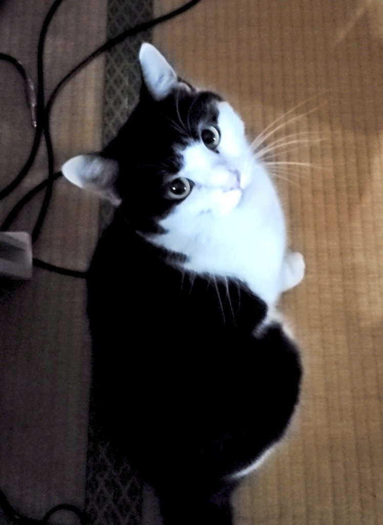 davidreesthomas's tweet photo. Poppy. Heard today about cat laptops. #cat #Poppy #catlaptop https://t.co/Oku1GnvJJ9