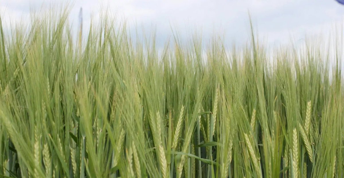 In case you missed it ?

Some spring offerings now on the shelf at <a href="/Farmdealsag/">Farmdeals.ag</a> 🌾🫘

Syngenta Laureate Barley
Limagrain Diablo Barley
RAGT Planet Barley

Also LSPB Lynx Spring Beans

Sign in or up today to see prices in your postcode area
farmdeals.ag 🤝📈😊