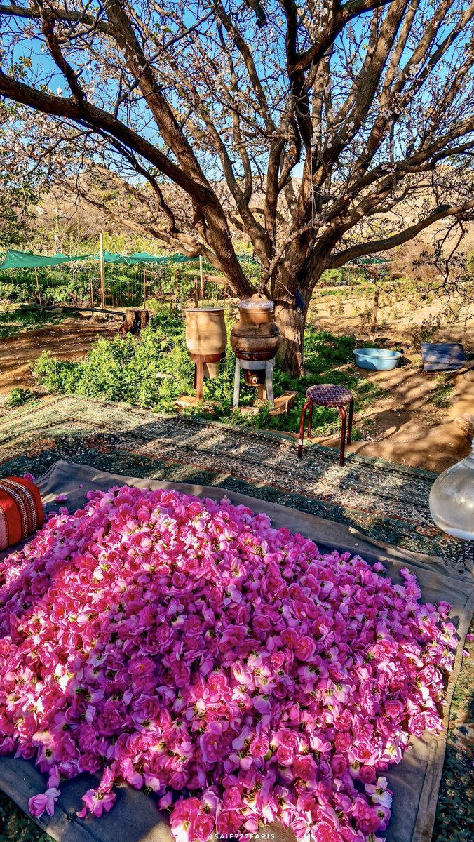 Every spring roses bloom in the western Saudi city of Taif, turning