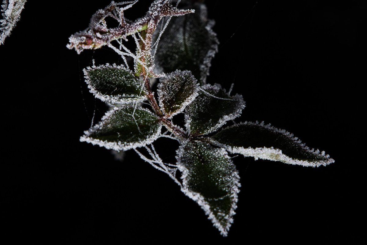 Gary Schwartz tweet media