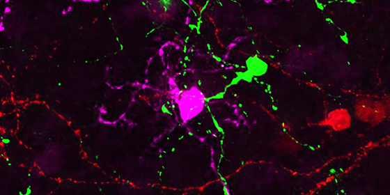 Scientifica (@scientifica_int) on Twitter photo Researchers at <a href="/UWISCRM/">ISCRM at UW</a> induced non-neural cells that mimic #ganglion cells in the eyes of mice, effectively reducing the impact of certain eye diseases. They hope to next replicate their technique in humans.
buff.ly/3WghaK7 Researchers at <a href="/UWISCRM/">ISCRM at UW</a> induced non-neural cells that mimic #ganglion cells in the eyes of mice, effectively reducing the impact of certain eye diseases. They hope to next replicate their technique in humans.
buff.ly/3WghaK7
