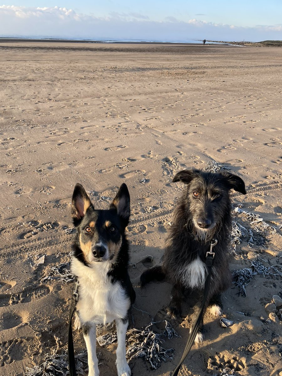 Nemsadventures's tweet photo. Poor Rowan got icicles in her beard ❄️ #winterbeaches https://t.co/7s4WHirK0S