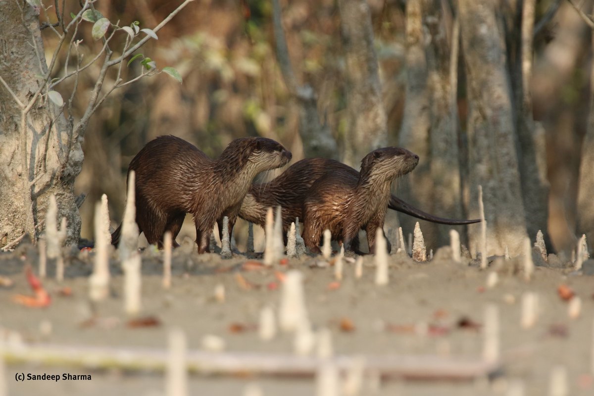 iDiv Biodiversity Research (@idiv) on Twitter photo Southeast Asia is a melting pot of otters that are hard to monitor in the wild. Researchers <a href="/idiv/">iDiv Biodiversity Research</a> & <a href="/UniHalle/">Universität Halle (inaktiv)</a> & <a href="/PERHILITAN/">Jabatan PERHILITAN</a> developed and tested a novel, accurate & affordable DNA-based #monitoring method that can help conserve these threatened animals. idiv.de/en/news/news_s… Southeast Asia is a melting pot of otters that are hard to monitor in the wild. Researchers <a href="/idiv/">iDiv Biodiversity Research</a> & <a href="/UniHalle/">Universität Halle (inaktiv)</a> & <a href="/PERHILITAN/">Jabatan PERHILITAN</a> developed and tested a novel, accurate & affordable DNA-based #monitoring method that can help conserve these threatened animals. idiv.de/en/news/news_s…