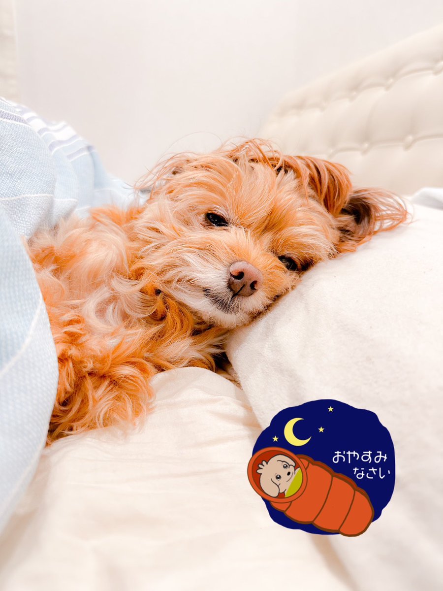 cookiecampch's tweet photo. 今日は人間のベッドで、ひと足先におやすみだぉ🐶

#クッキーキャンプチャンネル #クッキー #チワプー #キャンプ #ソロキャン #ファミキャン #ゆるキャン #キャンプ飯 #キャンプギア #��� #cookiecampch #犬好きさんと繋がりたい #キャンプ好きな人と繋がりたい https://t.co/EB7vvgPfwq