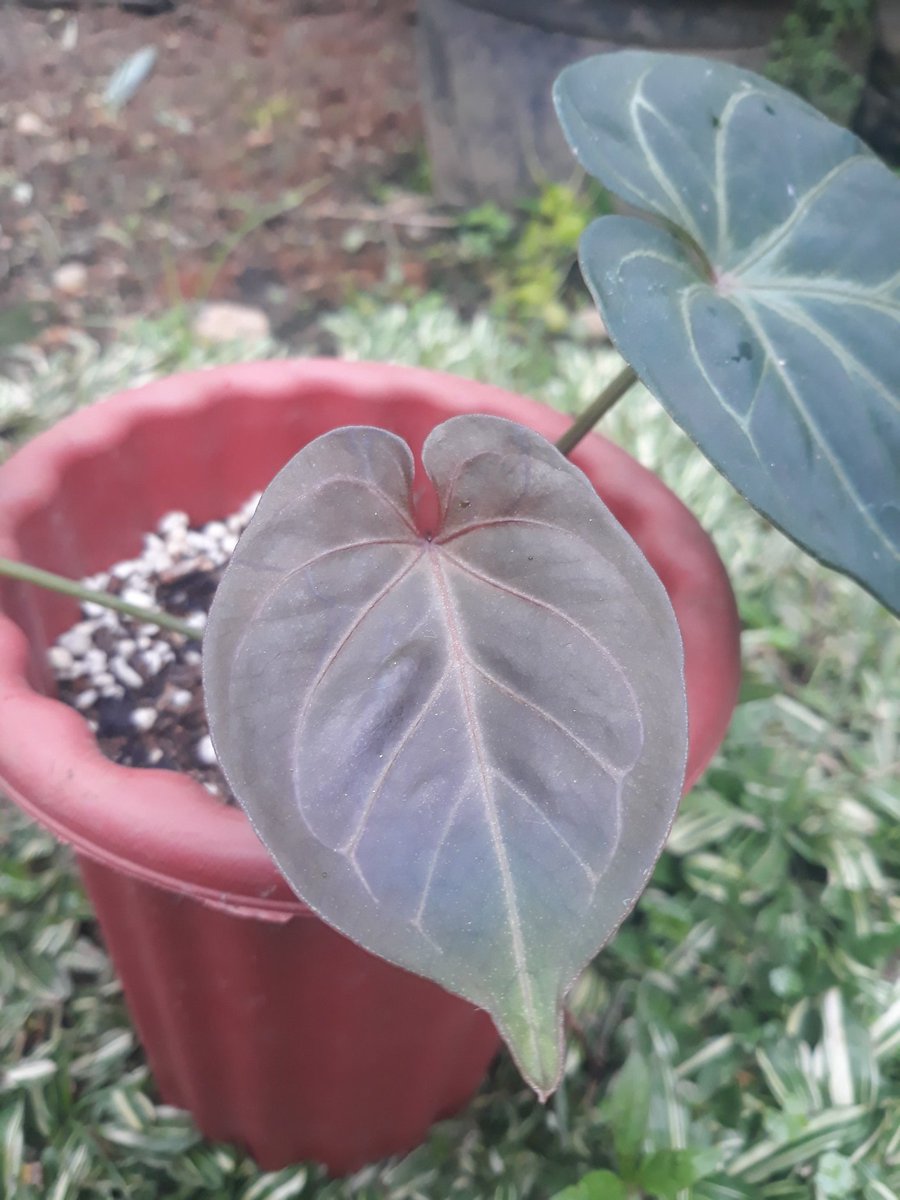 Ramleaf_'s tweet photo. Emergent leaf.
anthurium king of spades
anthurium forgetii
#planttwitter #houseplants #houseplanthour #HomeDecor
#allaboutanthuriums #anthuriumcollection #leaftexture #plantaddict #anthuriumkingofspades
#anthuriumforgetii https://t.co/jholAuhfLG