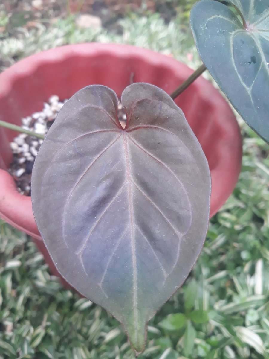 Ramleaf_'s tweet photo. Emergent leaf.
anthurium king of spades
anthurium forgetii
#planttwitter #houseplants #houseplanthour #HomeDecor
#allaboutanthuriums #anthuriumcollection #leaftexture #plantaddict #anthuriumkingofspades
#anthuriumforgetii https://t.co/jholAuhfLG