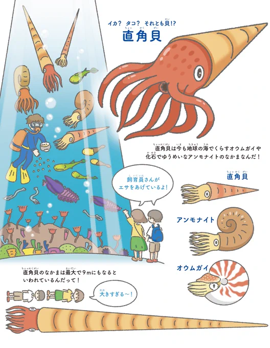 イカ?タコ?貝?直角貝ってなんだろう🐚 