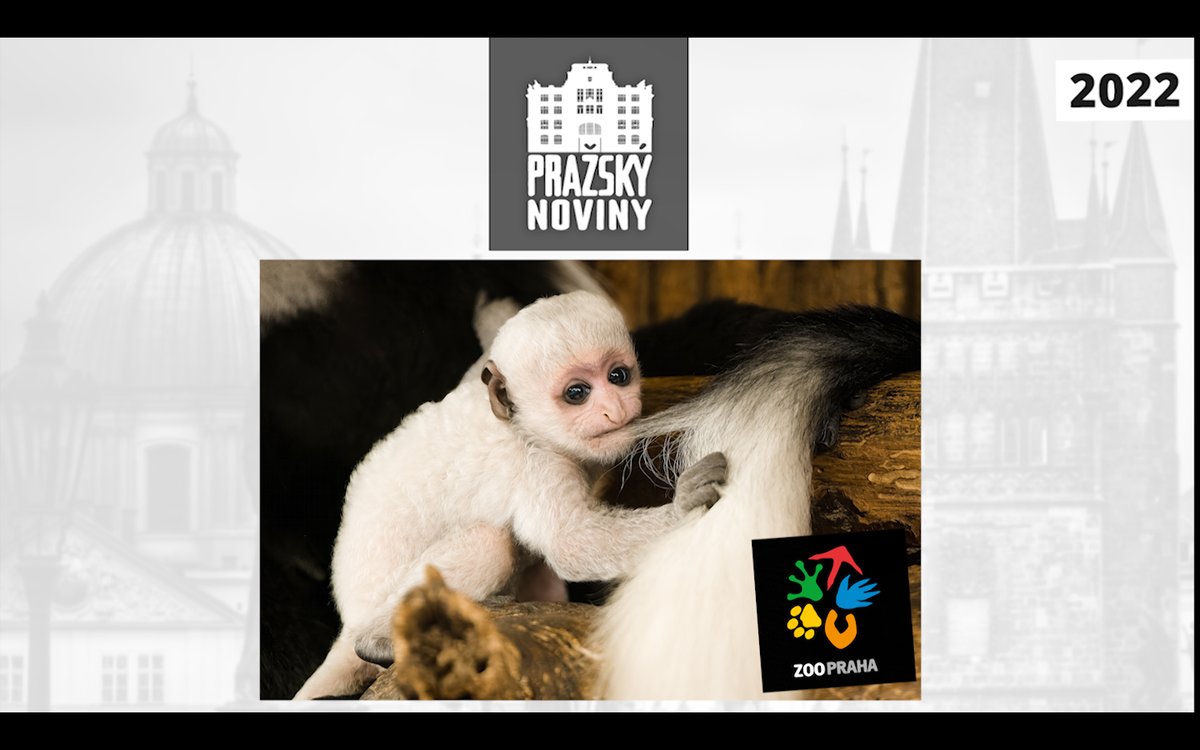 PRAHA: ZOO: PŘEDSTAVUJEME ZVÍŘECÍ SIROTKY

Ne každé zvíře v Zoo Praha se těší pozornosti sponzorů či adoptivních rodičů v uspokojivé míře...

prazskynoviny.cz/2022/12/17/pra…