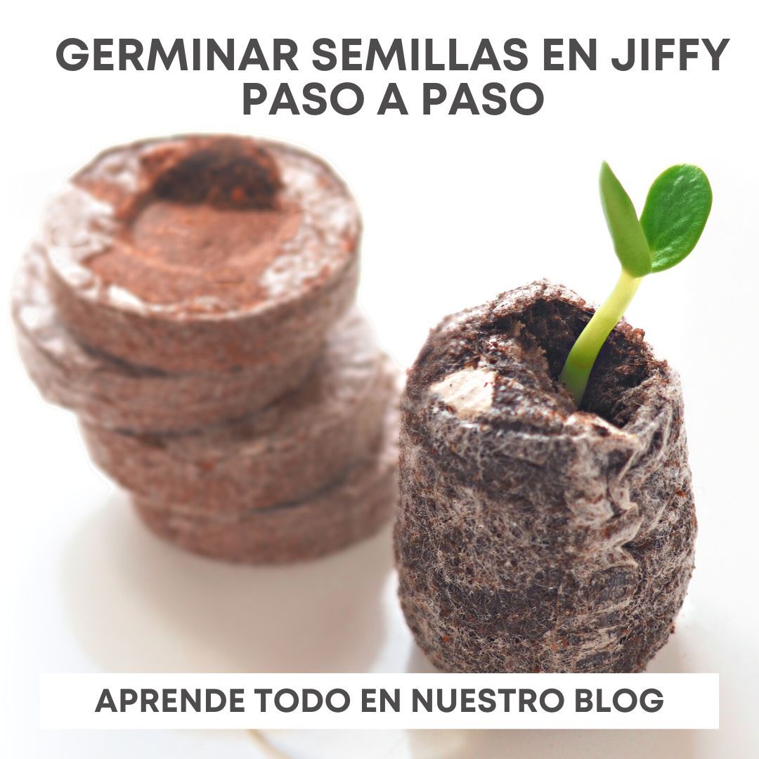 optigarden's tweet photo. ¿Conoces el método de germinar semillas en jiffy?
(Jiffy: un pequeño disco de sustrato deshidratado y comprimido)

Te lo contamos todo. Visita nuestro blog!

AQUÍ: https://t.co/CrEAhFaKXc

#jiffy #germinado #cultivo #optigarden https://t.co/pCdqd56cHN