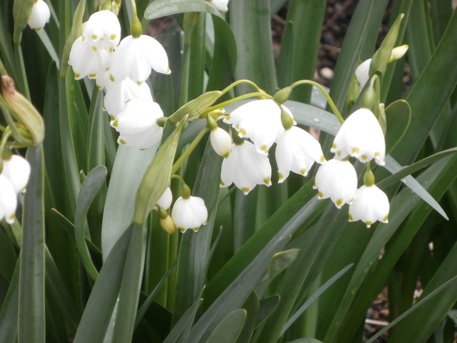 Leucojum Twitter Search Twitter