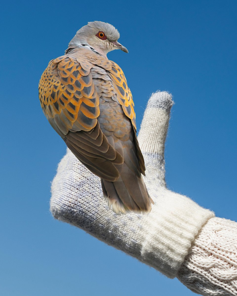 We see your bittern on a mitten and we raise you...