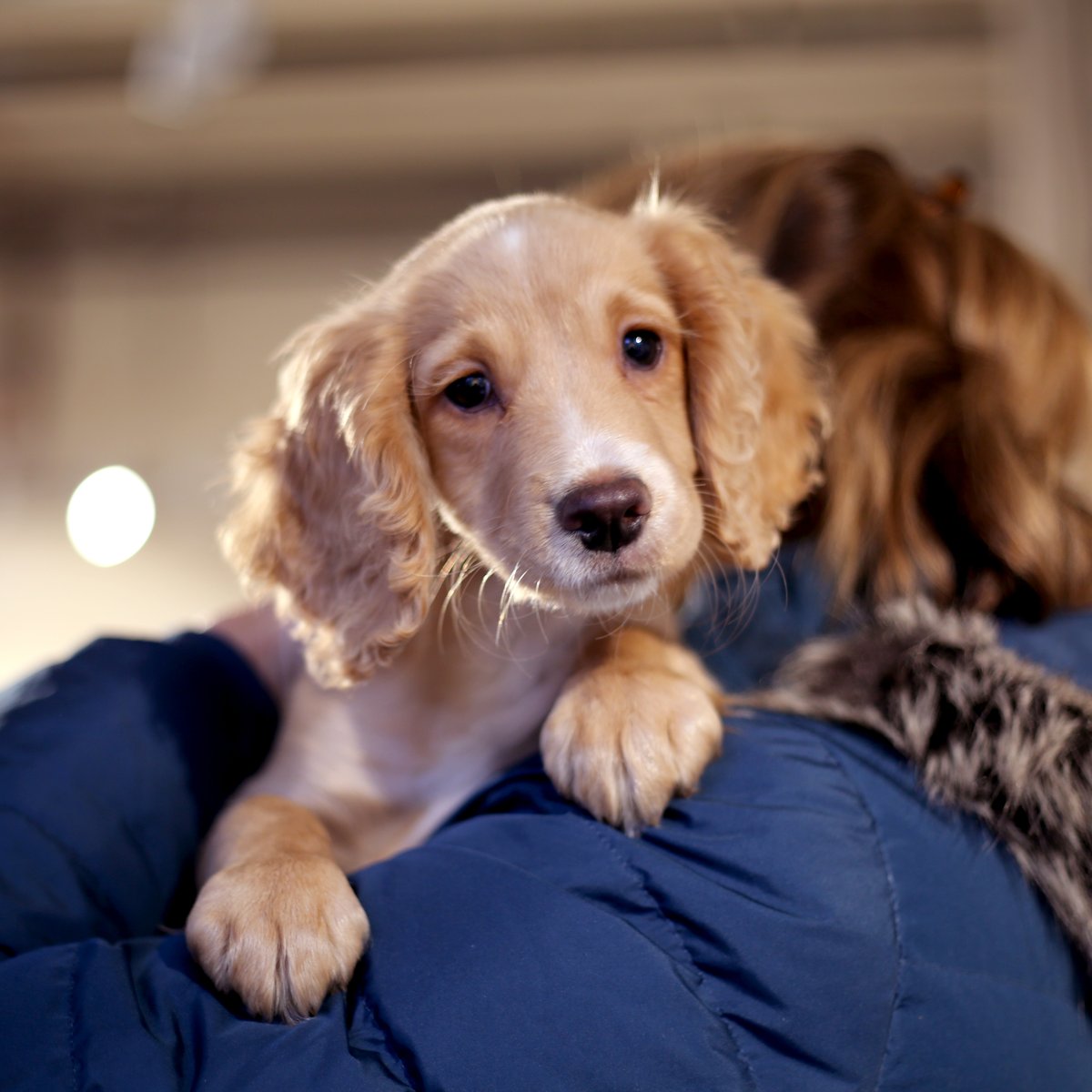 sunnybankmills's tweet photo. We've got a new member of staff in the office! Meet Isla ๐พ
P.S. - The Gallery is open 10-4 today. Unfortunately, Isla will be in the office upstairs doing payroll training with Sarah.
#SunnyBankMills #Farsley #Leeds #DogsOfInstagram #MillDogs https://t.co/nezZDhCG3d