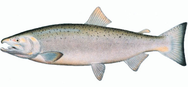EvolAppJournal's tweet photo. Re-evaluating Coho salmon (Oncorhynchus kisutch) conservation units in Canada using genomic data
https://t.co/j2PtZoq6Tv
by Xuereb et al
@AmandaXuereb23 @LouBernatchez @QuentinREvo
#conservation #genomics #planning #GenotypingBySequencing #salmon https://t.co/AsrWtjJuBr