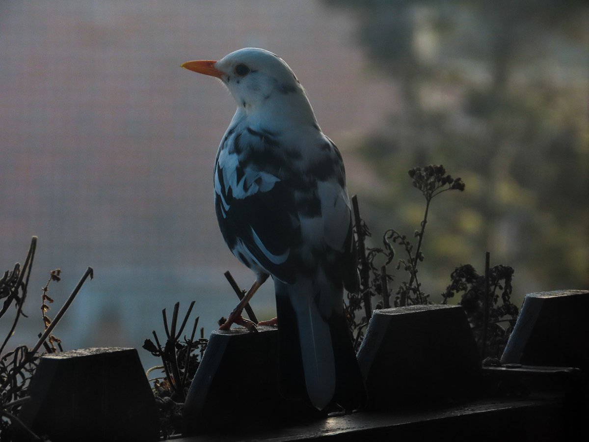 Nur_mal_so1's tweet photo. Mein Freund, der sich Rosinen holen kommt 😍 und das jetzt schon seit Wochen...🫶
Eine #Amsel mit #Leuzismus...
Ist das nicht toll 😍
#nature #NaturePhotography #birdphotography #birdwatching https://t.co/fai0V7Eth5
