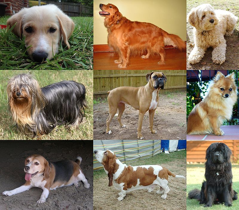 EvolAppJournal's tweet image. Comparison of behavioural tendencies between “dangerous dogs” and other domestic dog breeds. Evolutionary context and practical implications
doi.org/10.1111/eva.13…
by Hammond et al 

Dog #breed is not a good predictor of #aggressiveness. 
#legislation #dog #evolution #behaviour