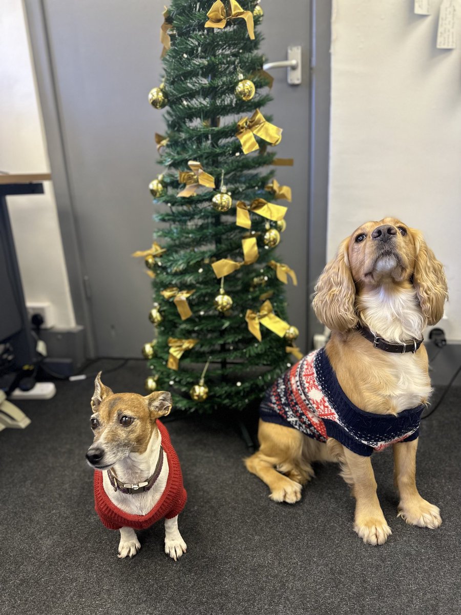 Getting in the festive spirit with the dogs in the office today 🎄🐶🥰