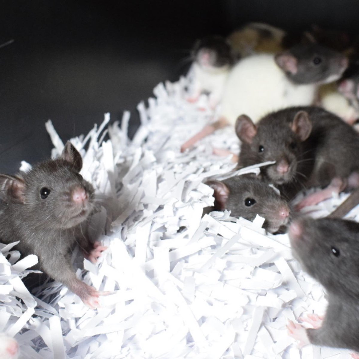 fatrope_09's tweet photo. fatropeです!🐭
砂風呂しているかのような子ラットたち…🫢思わず笑ってしまいます😂
#ラット #マウス #ヤワゲ #爬虫類 #冷凍餌 #冷凍ラット #冷凍マウス #国産ラット #国産マウス #fatrope https://t.co/ebyQFjQCe4