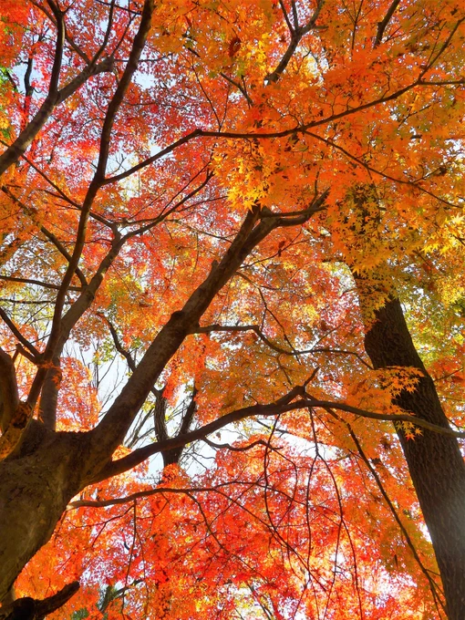 職場の紅葉 2022/12/9 