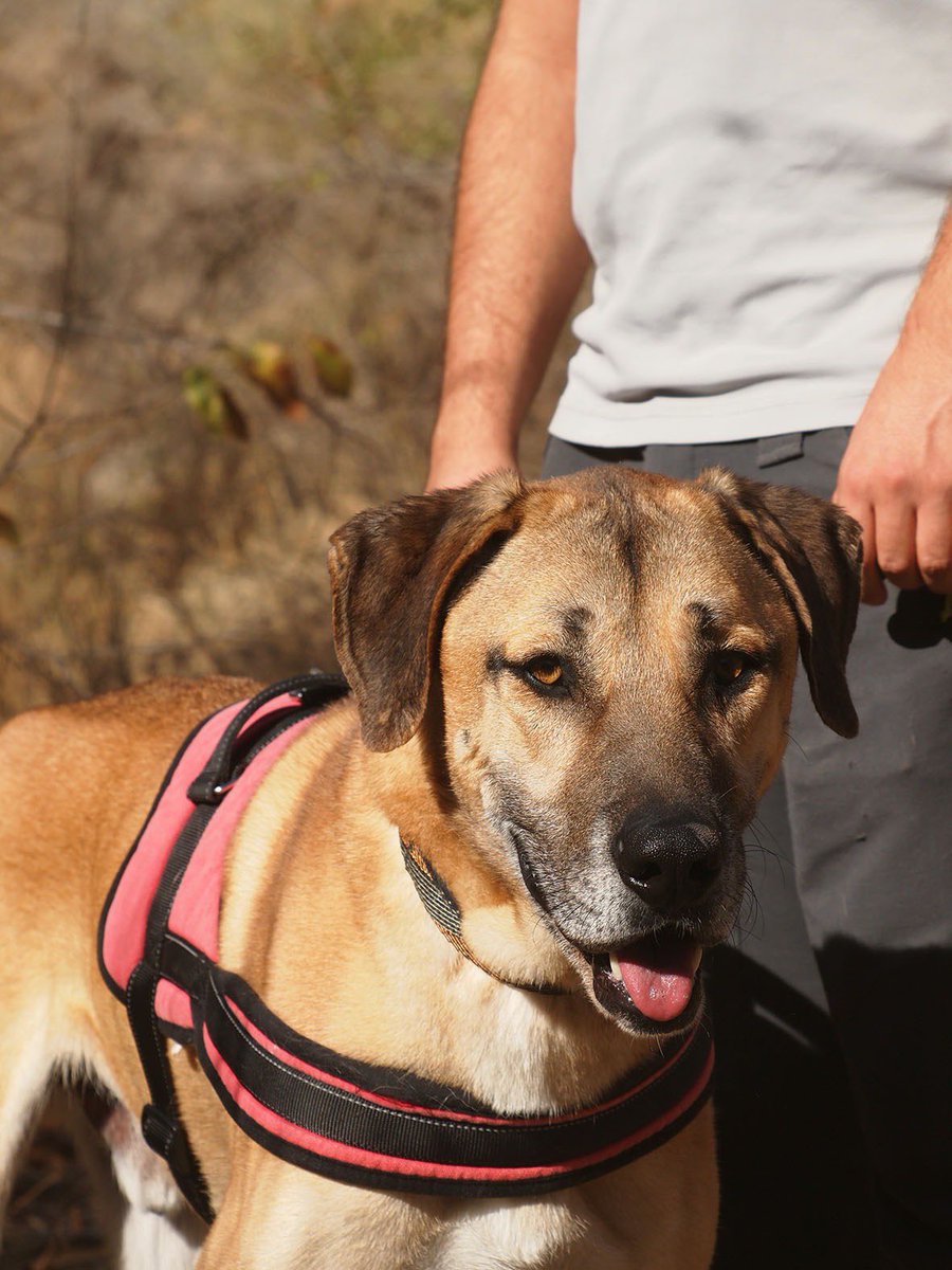 protemalaga's tweet photo. Romero,4 años,tamaño grande. 
A pesar de que su familia lo abandonó,no guarda rencor a las personas y adora jugar con nosotros y con su compi hembra. Con la correa tira un poquito,por las ganas de explorar que tiene. Si quieres darle una nueva vida📩: moduloc@protectoramalaga.com https://t.co/T7qr5o2Trl