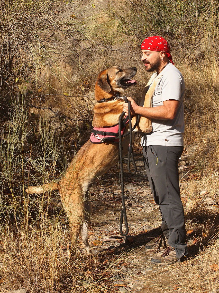 protemalaga's tweet photo. Romero,4 años,tamaño grande. 
A pesar de que su familia lo abandonó,no guarda rencor a las personas y adora jugar con nosotros y con su compi hembra. Con la correa tira un poquito,por las ganas de explorar que tiene. Si quieres darle una nueva vida📩: moduloc@protectoramalaga.com https://t.co/T7qr5o2Trl