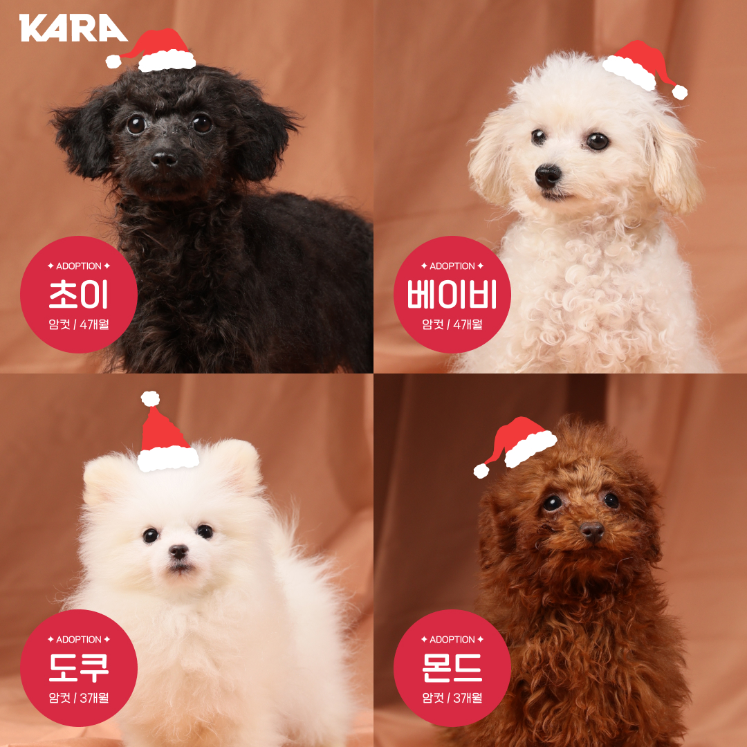 ekara_org's tweet image. 🎉 입양 ON 펫숍 OFF 입양파티 : 가족을 선물해 줄 산타를 찾습니다
일시 : 2022년 12월 24일(토) 10:00 - 15:00
장소 : 카라 더봄센터 2F 교육장(경기도 파주시 법원읍 술이홀로 1409)
신청 : 구글 폼 forms.gle/DpSRcizAHiZ6Ge…
문의 : 02-6381-0999