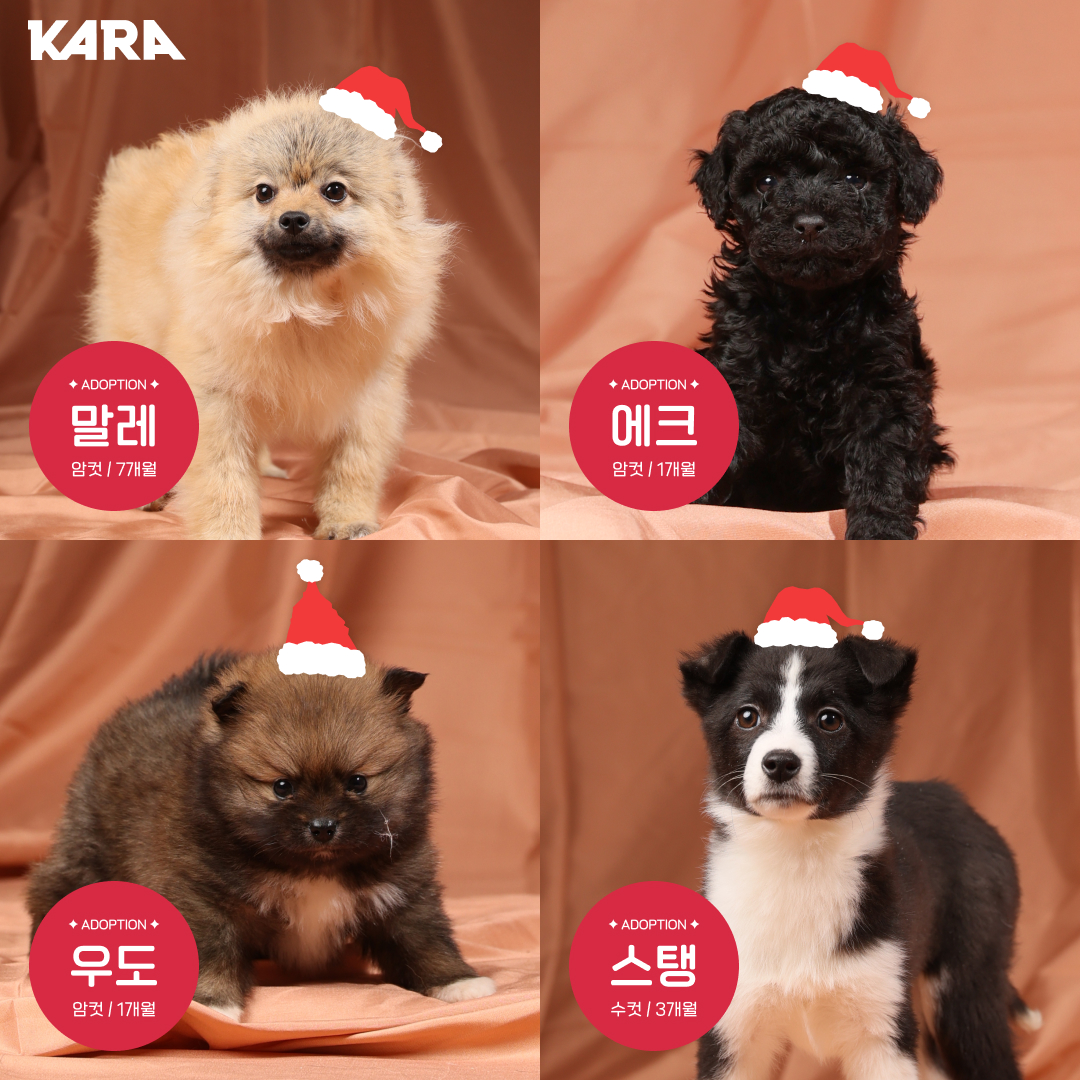 ekara_org's tweet image. 🎉 입양 ON 펫숍 OFF 입양파티 : 가족을 선물해 줄 산타를 찾습니다
일시 : 2022년 12월 24일(토) 10:00 - 15:00
장소 : 카라 더봄센터 2F 교육장(경기도 파주시 법원읍 술이홀로 1409)
신청 : 구글 폼 forms.gle/DpSRcizAHiZ6Ge…
문의 : 02-6381-0999