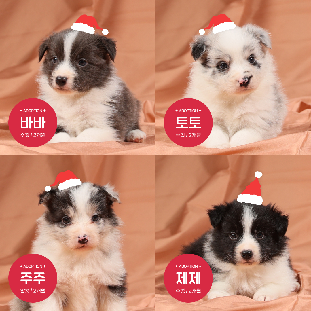 ekara_org's tweet image. 🎉 입양 ON 펫숍 OFF 입양파티 : 가족을 선물해 줄 산타를 찾습니다
일시 : 2022년 12월 24일(토) 10:00 - 15:00
장소 : 카라 더봄센터 2F 교육장(경기도 파주시 법원읍 술이홀로 1409)
신청 : 구글 폼 forms.gle/DpSRcizAHiZ6Ge…
문의 : 02-6381-0999