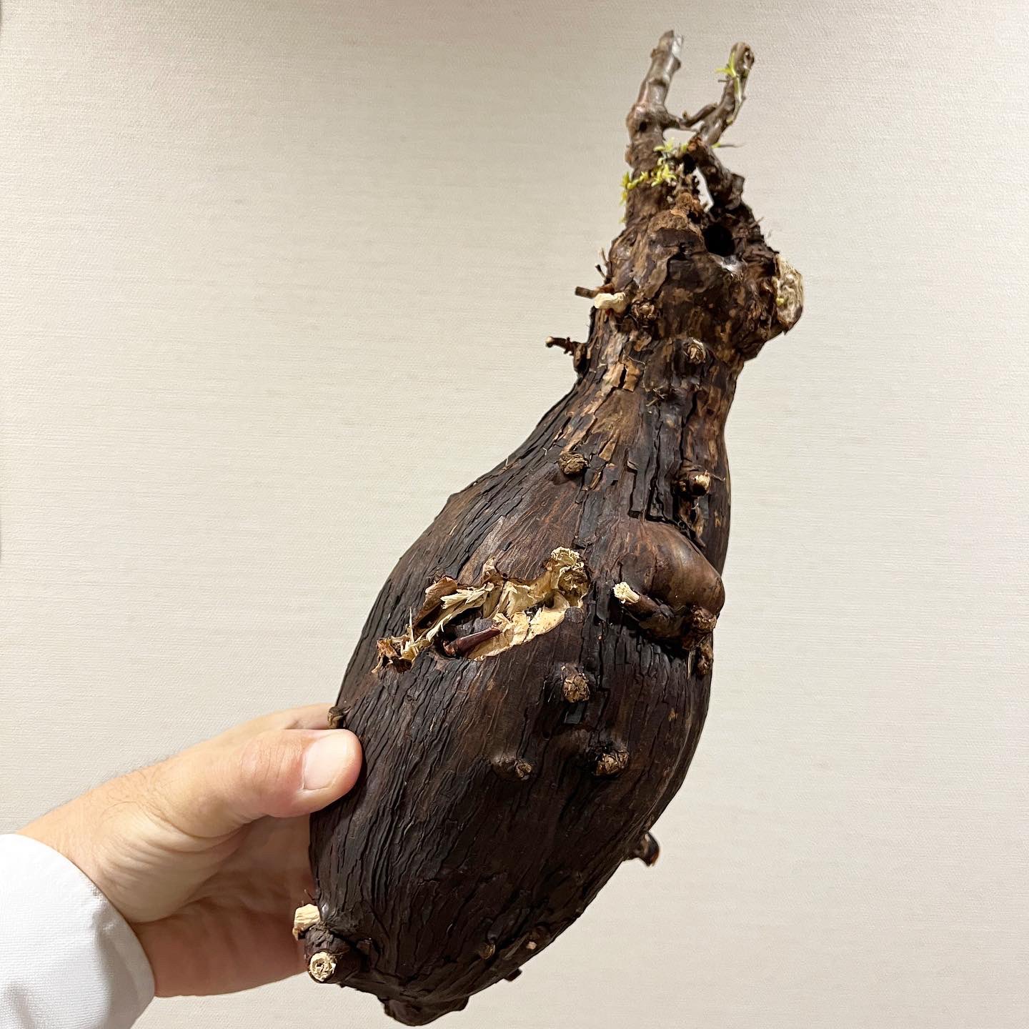 メストクレマ☆アルポリフォルメ☆塊根植物☆コーデックス☆発根済み鉢